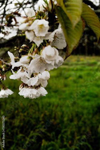 Flor de cerejeiras  photo