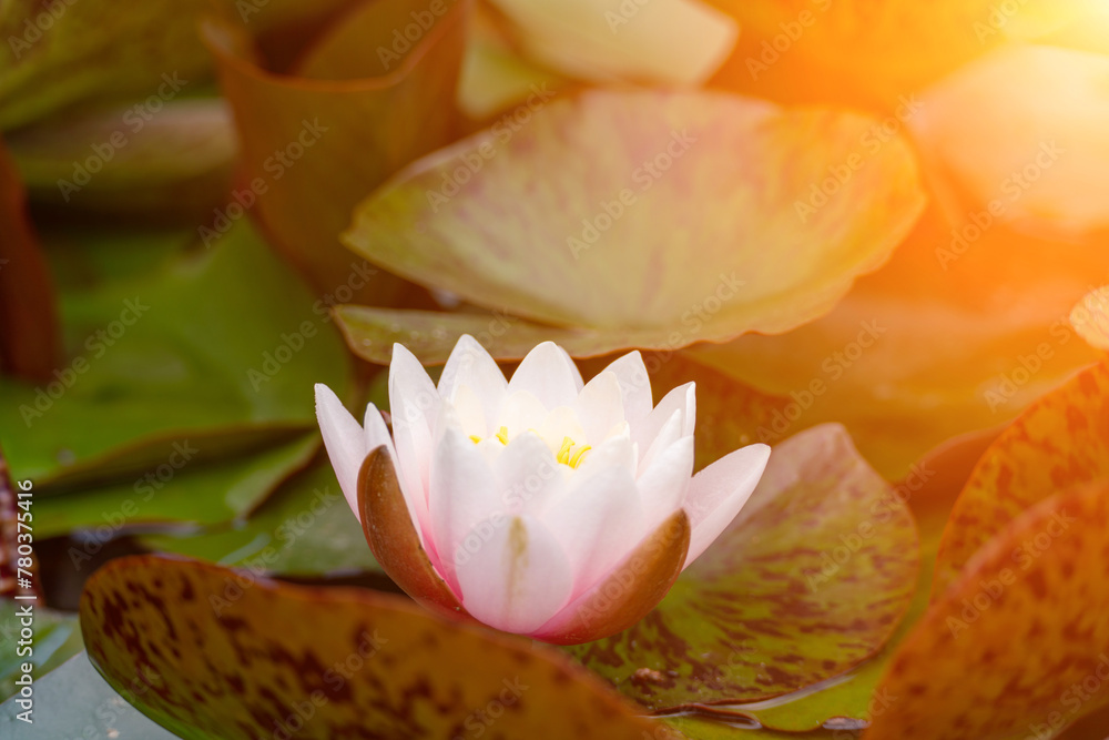 Pink lotus water lily flower in pond, waterlily with green leaves blooming Pink lotus water lily flower in pond, waterlily with green leaves blooming