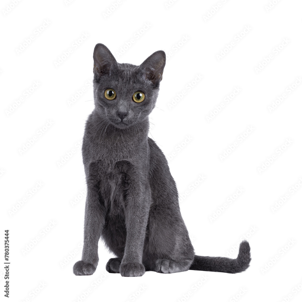 Cute Korat kitten, sitting up facing front. looking under camera. Isolated cutout on a transparent background.