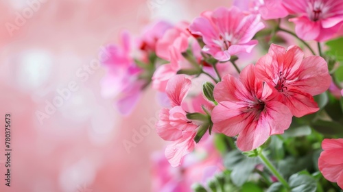 Geranium flowers in pink featuring blossom, blooming petals, and flora with a botanical garden feel © Superhero Woozie