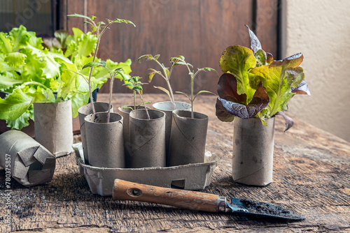 Tomate and salad seedlings in cardboard toilet roll inner tubes, sustainable home gardening concept