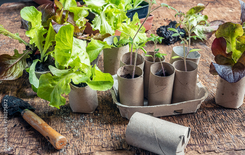 Seedlings in biodegradable cardboard toilet roll inner tubes, sustainable home gardening and plastic free concept