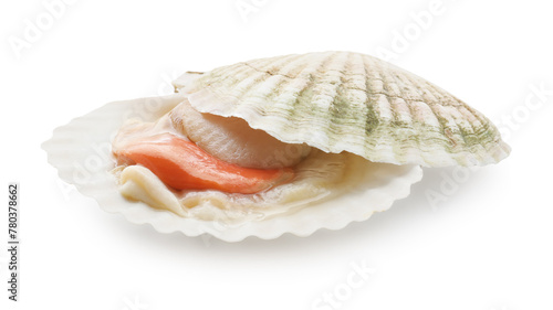 Fresh raw scallop with shell isolated on white