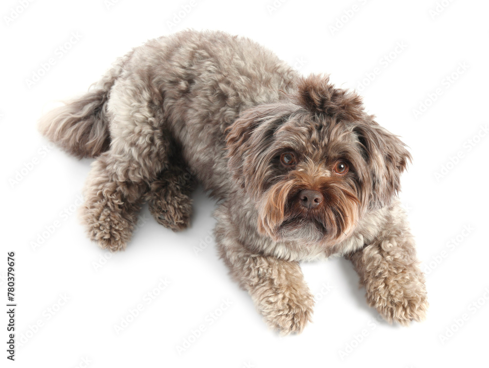 Cute Maltipoo dog lying on white background, above view. Lovely pet Cute Maltipoo dog lying on white background, above view. Lovely pet