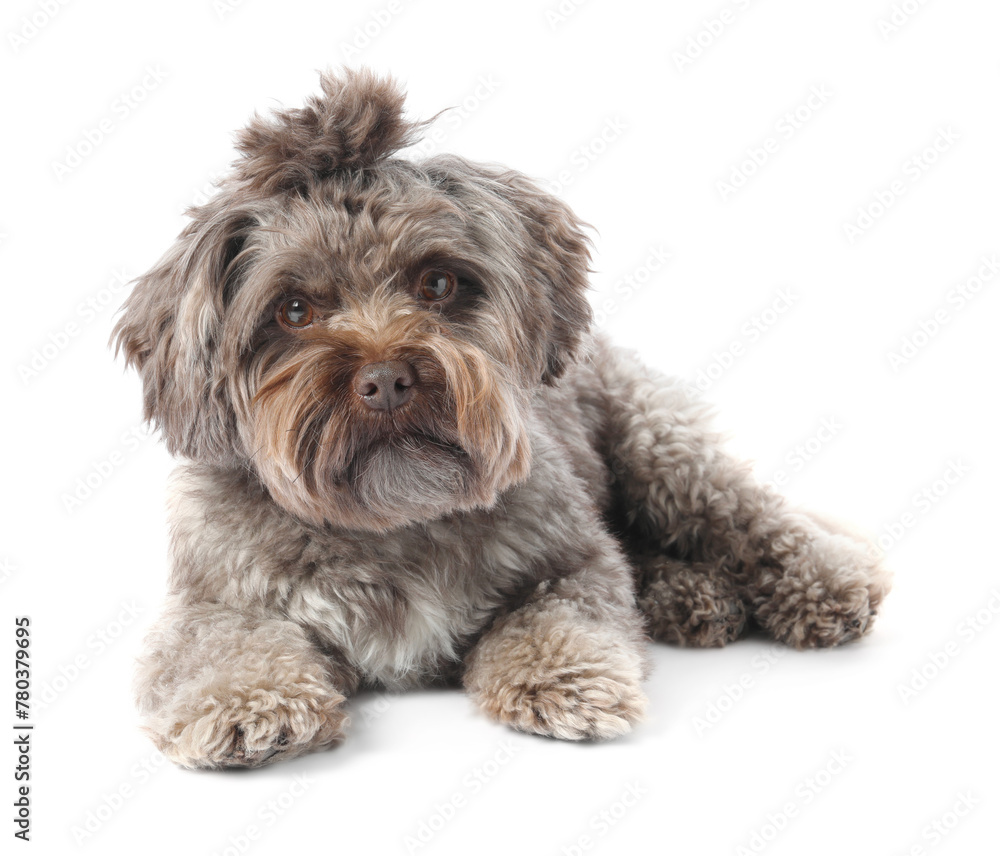 Cute Maltipoo dog lying on white background. Lovely pet Cute Maltipoo dog lying on white background. Lovely pet