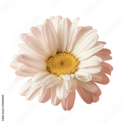 White flower with yellow center on Transparent Background