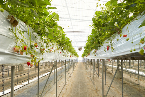 Strawberry, strawberry farm in greenhouse	