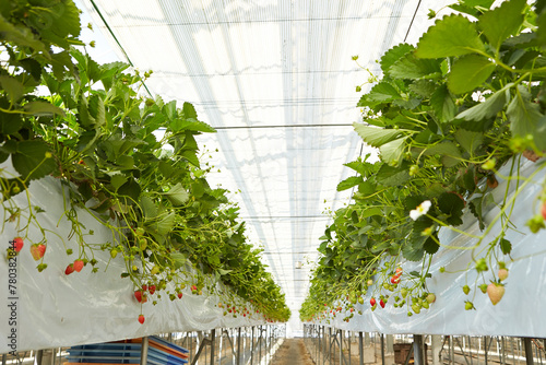 Strawberry, strawberry farm in greenhouse 