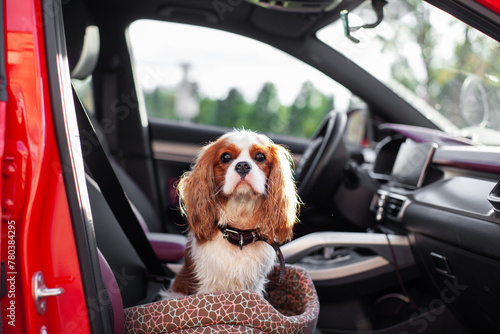 Spaniel dog inside a car, capturing the essence of travel companionship and adventure on the road © Anna Zhuk