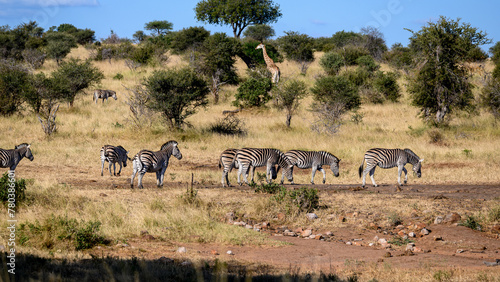 Burchell's Zebra herd approaching a waterhole for a late afternoon drink.