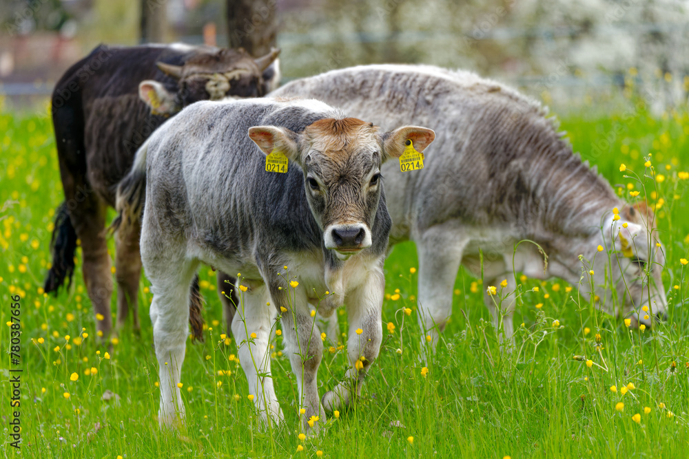 Fototapeta premium Close-up of herd of horned cows of breed named Rätisches Grauvieh on meadow at Swiss City of Zürich on a cloudy morning. Photo taken April 7th, 2024, Zurich, Switzerland.