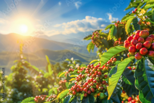 branch of ripe red coffee beans growing in mountain on sunny day