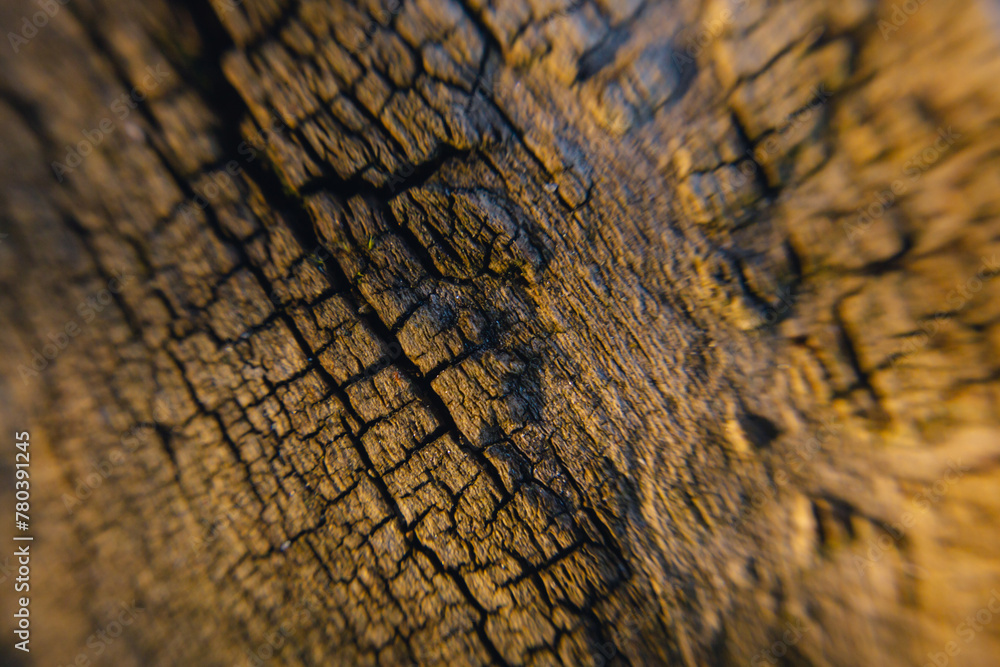 Beautiful tree bark close-up view Beautiful tree bark close-up view