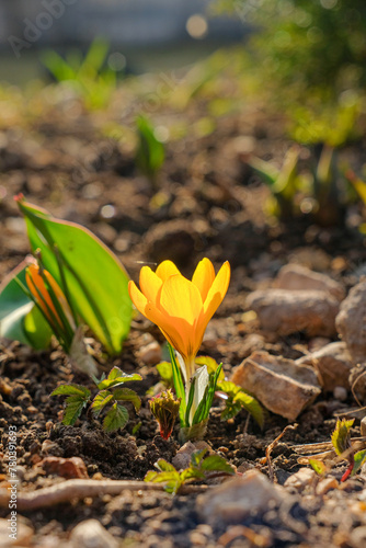 A fragile yellow crocus flower on the soil in the rays of the sun. Selective focus. The first beautiful delicate spring flowers on a sunny day. Macro photography.