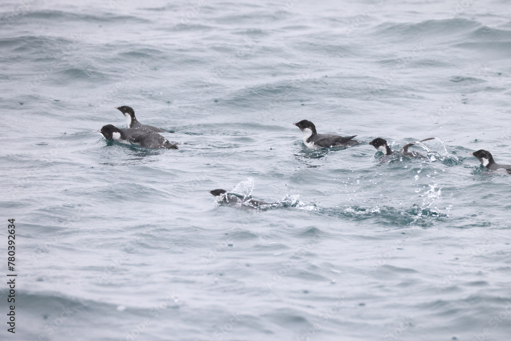Fototapeta premium The ancient murrelet (Synthliboramphus antiquus) is a bird in the auk family. This photo was taken in Japan.