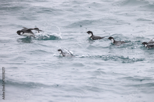 The ancient murrelet  Synthliboramphus antiquus  is a bird in the auk family.  This photo was taken in Japan.