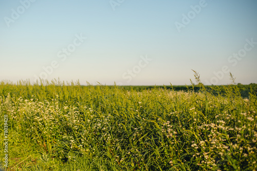 A buckwheat field blooms on a warm summer day