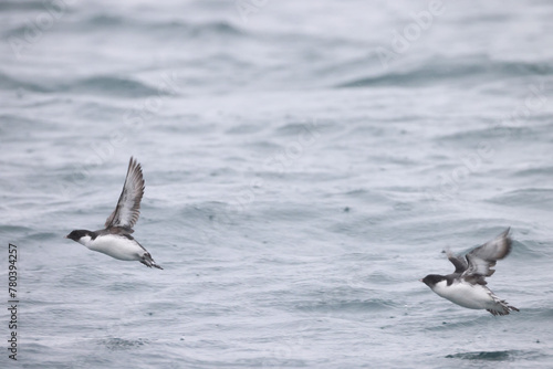 The ancient murrelet (Synthliboramphus antiquus) is a bird in the auk family.  This photo was taken in Japan. photo