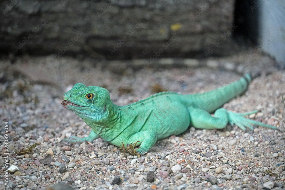 bright green agama, Physignathus cocincinus bright green agama, Physignathus cocincinus