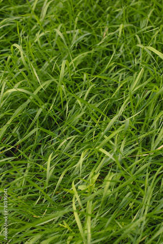 Fresh green grass in the yard
