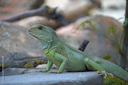 agama up close  Physignathus cocincinus