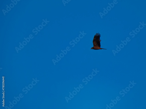 spotted eagle, claga pomarina, bird, predator, wildlife, fauna, photo