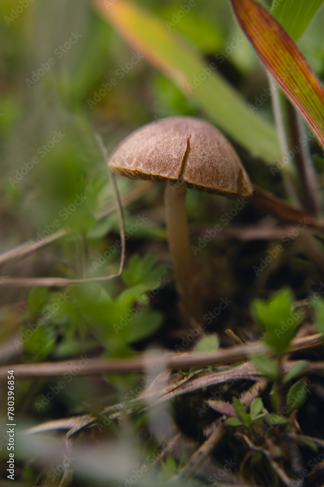 A small mushroom in the grass close-up A small mushroom in the grass close-up