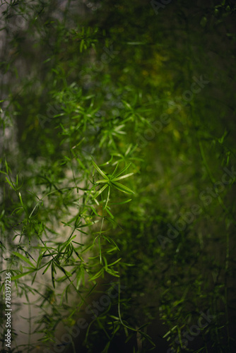 Asparagus bush close-up in an apartment