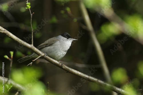 A male Blackcap, Sylvia atricapilla, perching on a branch of a tree in springtime.