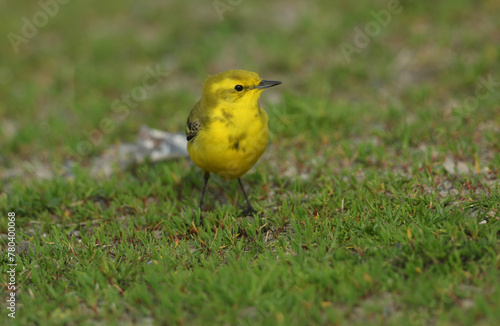 A male Yellow Wagtail, Motacilla flava, hunting for insects in a  meadow in springtime.