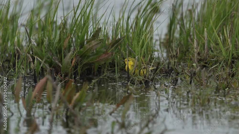 A male Yellow Wagtail, Motacilla flava, hunting for insects in a water logged meadow in spring on a windy day.. A male Yellow Wagtail, Motacilla flava, hunting for insects in a water logged meadow in spring on a windy day..