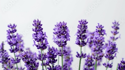 Lavender flowers in bloom showcasing purple hues and botany beauty in a tranquil nature setting photo