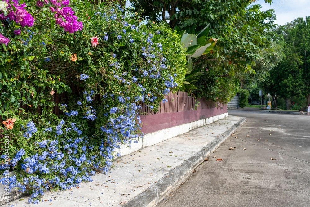 View of street and colorful flowers on the road.
