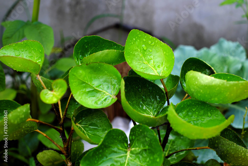 Polyscias fruticosa L Harms,Polyscias fruticosa or Araliaceae plant, amazing tree with bowl leaf for food container that safe and environmental friendly