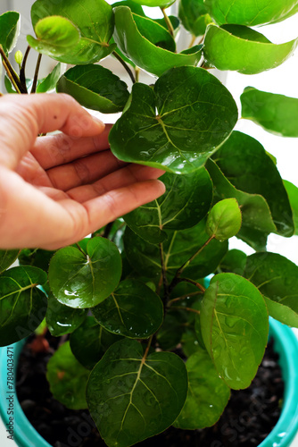 Polyscias fruticosa L Harms,Polyscias fruticosa or Araliaceae plant, amazing tree with bowl leaf for food container that safe and environmental friendly