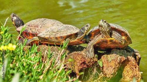 Red-eared slider (Trachemys scripta elegans), red-eared terrapin, red-eared slider turtle and water slider turtle, is semiaquatic turtle belonging to family Emydidae. It is subspecies of pond slider. photo