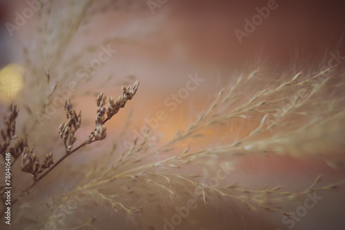 Vintage mood dried grass flower on warm tone background 