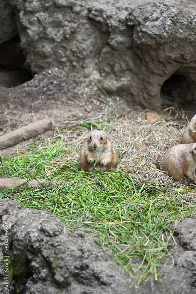 Obraz premium prairie dogs in Ueno zoo, Tokyo, Japan