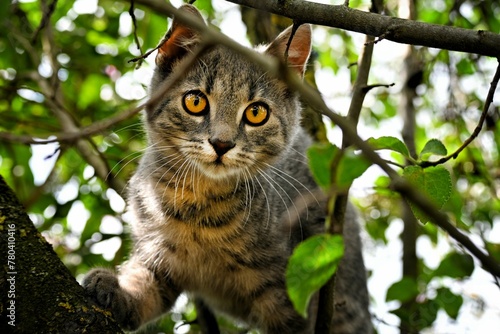 Close-up shot of a cat on a tree looking right at the camera