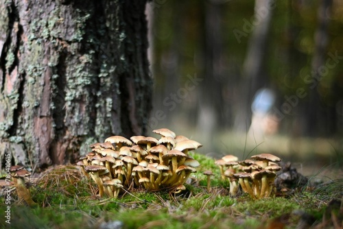 Cluster of Psatyrella Candollya (Psathyrella candolleana) mushrooms in a forest