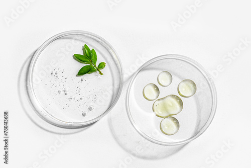 Green plant leaf and gel in petri dish