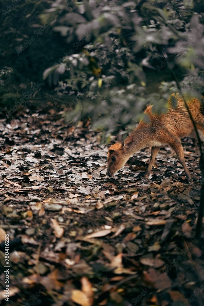 Obraz premium Vertical shot of a deer in an autumn forest.