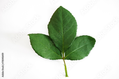 Green rose leaves isolated on a white background