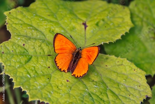 Closeup of a scarce copper butterfly on a green leaf in a field under the sunlight
