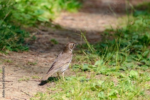 Closeup of a song thrush bird on the ground in a forest under the sunlight