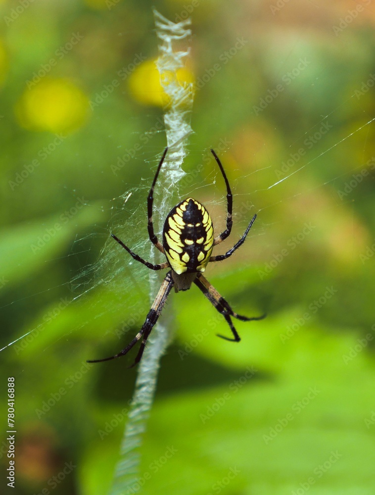 Big Yellow garden spider (Argiope aurantia) on the web in closeup Big Yellow garden spider (Argiope aurantia) on the web in closeup