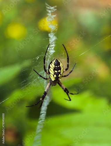 Big Yellow garden spider (Argiope aurantia) on the web in closeup