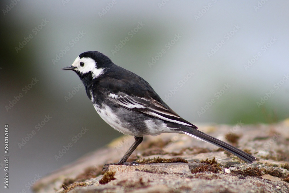 Obraz premium Close-up shot of a wagtail with a blurred background