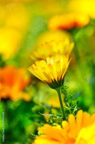 colorful chrysanthemum in spring © 曹宇