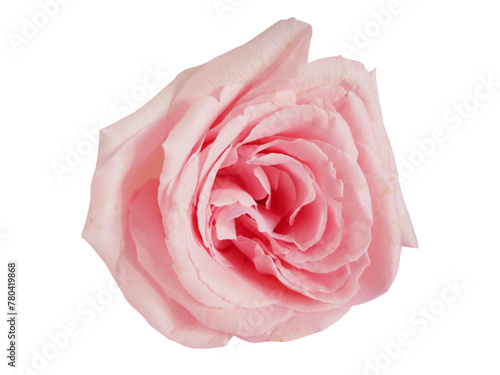 Beautiful pink roses isolated on white background